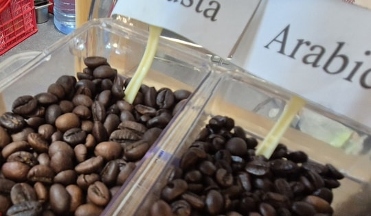 Giá cà phê hôm nay 19-11: Tiếp tục tăng cao