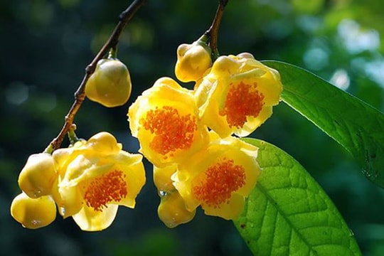 Nông dân 'đổi đời' nhờ cây trà hoa vàng