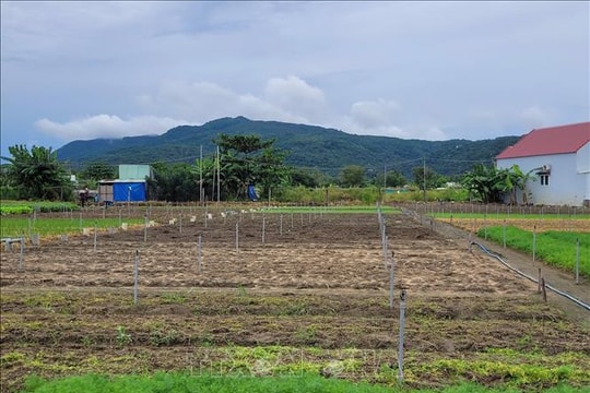 Mưa bão gây thiếu hụt rau củ, TP Hồ Chí Minh tăng dự trữ, mở rộng nguồn cung