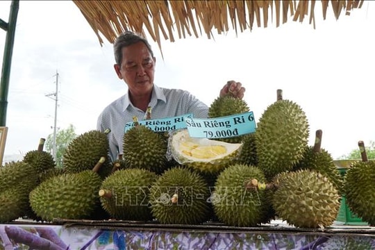 Sầu riêng nghịch vụ giá cao