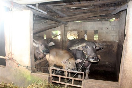 Chủ động phòng, chống đói rét cho đàn gia súc, gia cầm