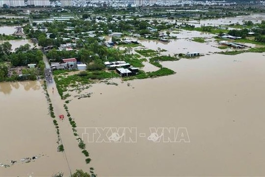 Mưa lũ làm 10.055 ha lúa, hoa màu bị thiệt hại