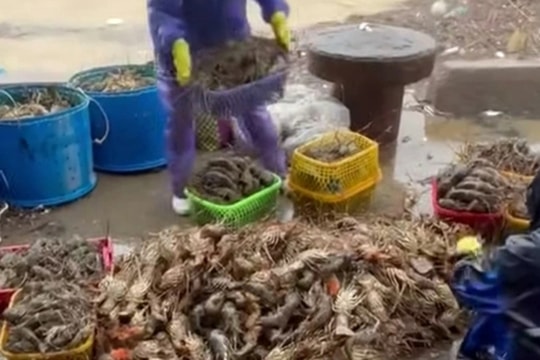 Lũ lớn khiến tôm hùm chết hàng loạt, có thể thiệt hại hơn bão Kalmaegi