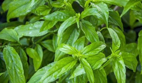 Loại cây dại trước làm hàng rào, nay thành đặc sản nức tiếng vừa ngon vừa tốt cho sức khỏe