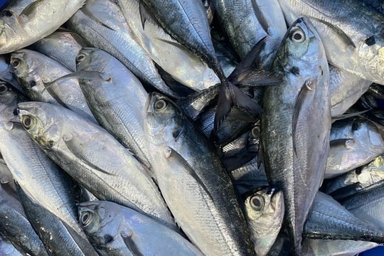 Ăn mắt động vật có tốt cho thị lực?