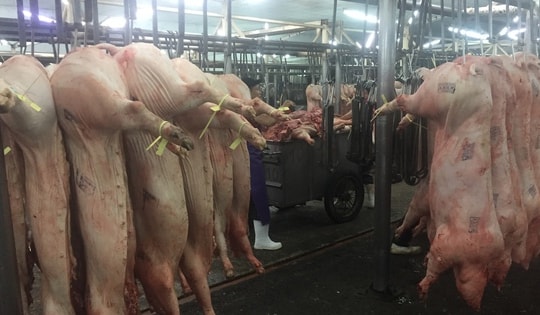 Giá heo hơi hôm nay 20-11: Tăng mạnh ở chợ đầu mối