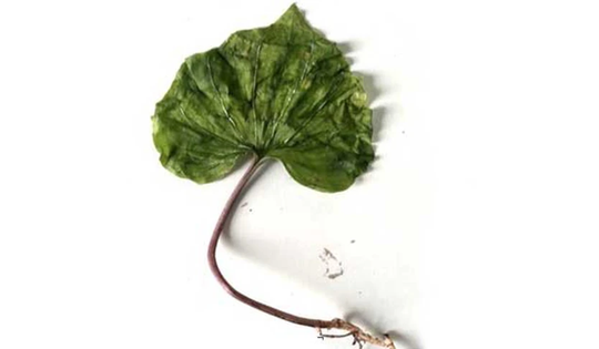 Loài cây quý hiếm bậc nhất thế giới, chỉ có duy nhất 1 lá trong đời, ở Việt Nam cũng có