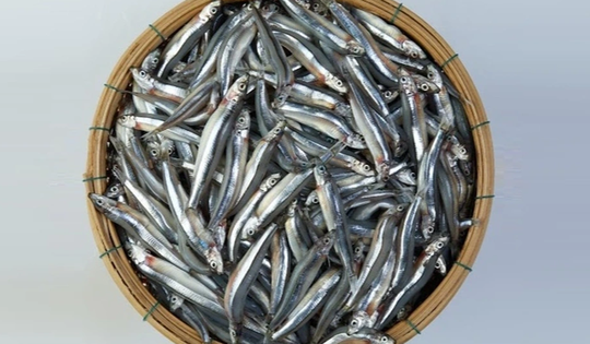 3 loại cá "tốt hơn cả cá hồi", ở chợ Việt vừa nhiều vừa rẻ nhất cái số 1