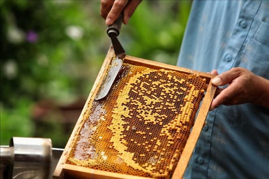 Hoa Kỳ công bố kết luận sơ bộ rà soát thuế chống bán phá giá mật ong Việt Nam