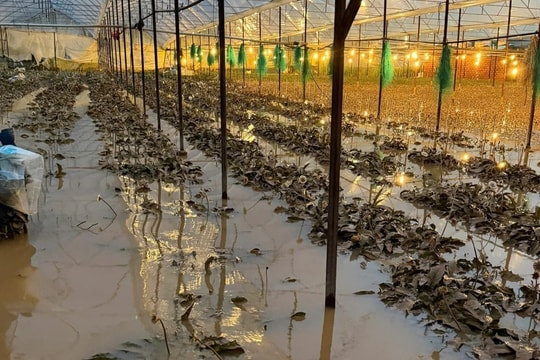 Chủ vườn Lâm Đồng mất trắng nửa tỷ đồng vì nước lũ cuốn trôi nông trại hoa
