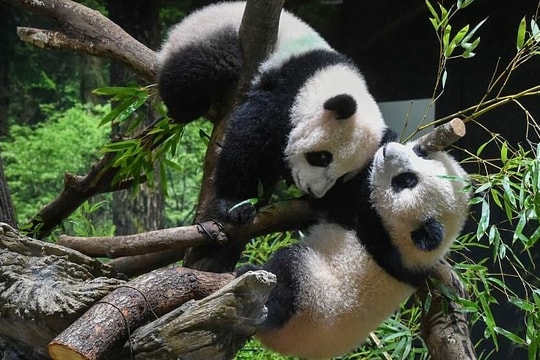 Cặp gấu trúc cuối cùng ở Nhật Bản sắp về Trung Quốc