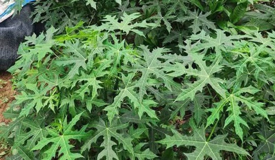 Cây rau nghe tên đã ngọt, trở thành món ăn lạ miệng được nhiều người ưa chuộng