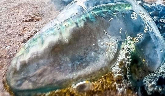 Cậu bé 2 tuổi bị sứa đốt tử vong khi đi chơi trên biển