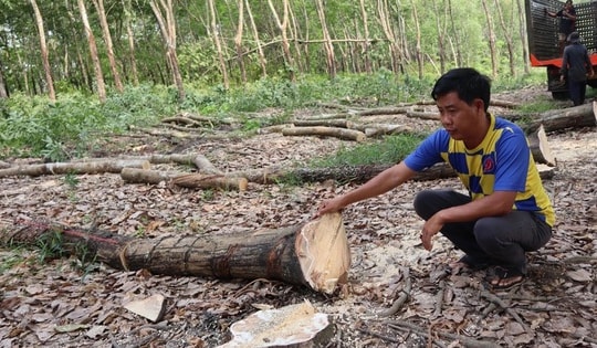 Hơn 300 tỉ đồng giải phóng mặt bằng làm cao tốc TP HCM - Thủ Dầu Một - Chơn Thành qua Đồng Nai