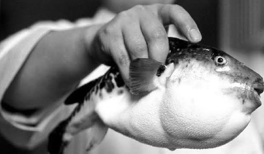 Người đàn ông 53 tuổi nguy kịch sau khi ăn con cá quen thuộc "kịch độc"