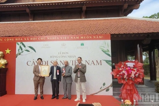 Công nhận 12 cây cổ thụ tại Bắc Ninh là cây di sản Việt Nam