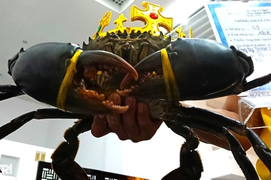 Xác lập con cua Cà Mau lớn nhất nặng hơn 1,8kg