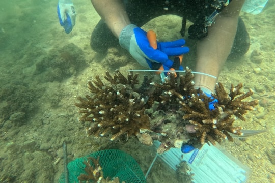 Tình nguyện trồng san hô dưới đáy biển Cô Tô