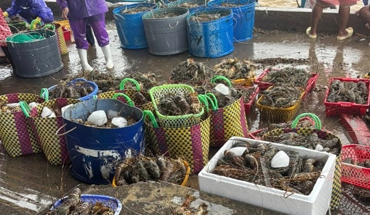 Thực hư thông tin "giải cứu" tôm hùm cho bà con Phú Yên trên mạng xã hội
