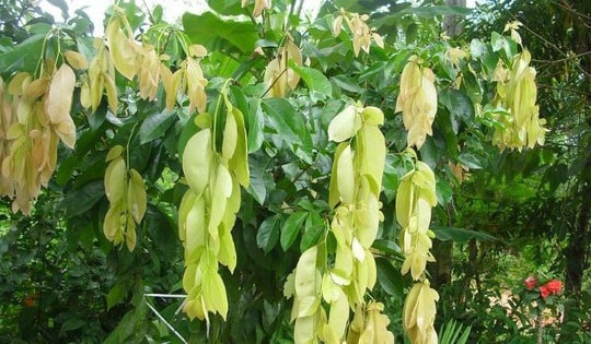 Loại lá dân dã bị quên lãng, nay khiến thực khách săn lùng vì vị ngon "lạ thường"