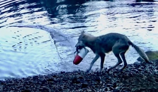 Phát hiện chấn động về hành vi chưa từng ghi nhận ở sói