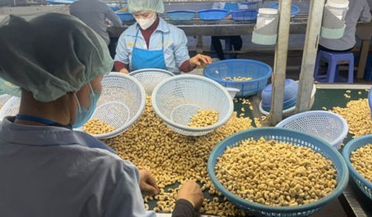 Nguy cơ đứt gãy chuỗi cung ứng ngành điều