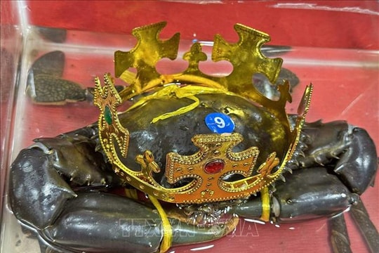 'Vua cua' Cà Mau được lập hồ sơ đề nghị xác lập kỷ lục cua lớn nhất Việt Nam