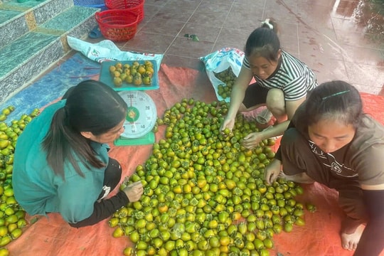 Cây đặc sản trăm năm vươn tầm thương hiệu lớn
