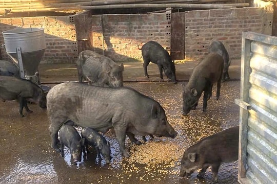 Bỏ làm công nhân về nuôi lợn rừng, cô gái có thu nhập bất ngờ