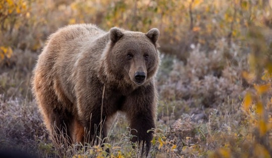 Gấu xám tấn công học sinh và giáo viên, ít nhất 11 người bị thương