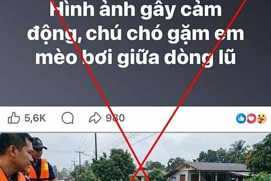 Hàng nghìn người sập bẫy ảnh 'chó ngậm em mèo bơi giữa lũ'
