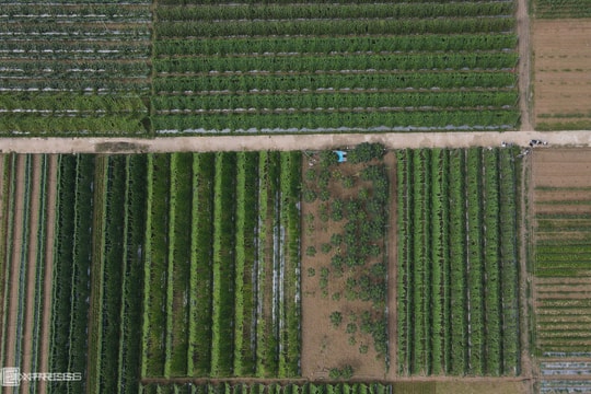 Mua đất nông nghiệp: Có phải muốn bao nhiêu cũng được?