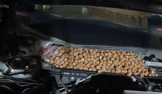 Nghe tiếng động lạ, người đàn ông cúi xuống gầm xe thấy cảnh tượng "nổi da gà"