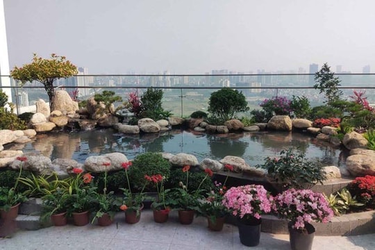 Tham khảo những mẫu hồ cá Koi trong nhà đẹp