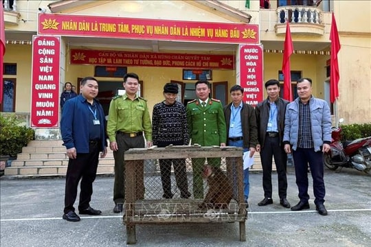 Người dân giao nộp khỉ mặt đỏ quý hiếm cho cơ quan chức năng