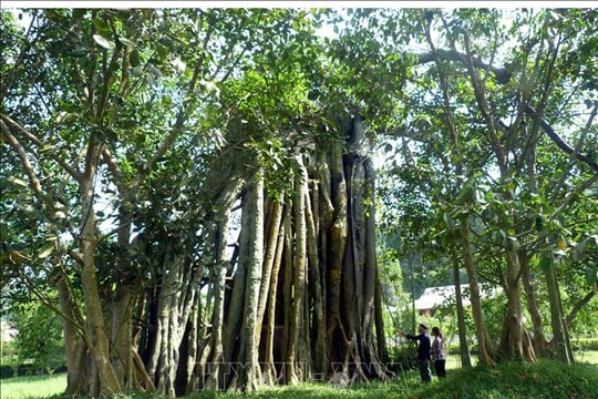 Phát huy giá trị đa dạng sinh học Khu di tích quốc gia đặc biệt Tân Trào