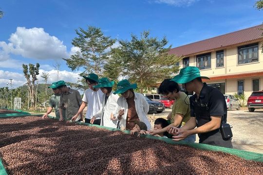 Lâm Đồng lần đầu tiên tổ chức Lễ hội di sản cà phê toàn cầu 2025