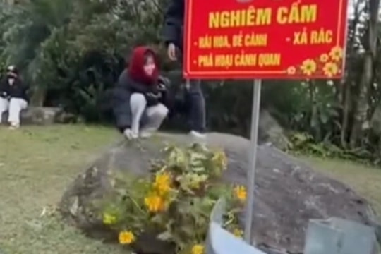 Đôi nam nữ vô tư bẻ hoa dã quỳ ở Ba Vì dù đứng cạnh biển cấm