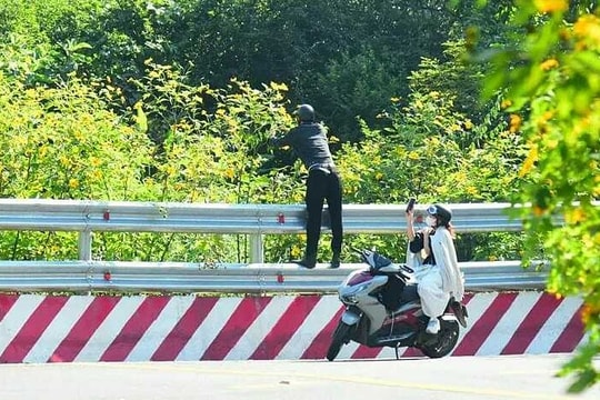 Nhiều khách hái hoa, bẻ cành dã quỳ ở Vườn Quốc gia Ba Vì