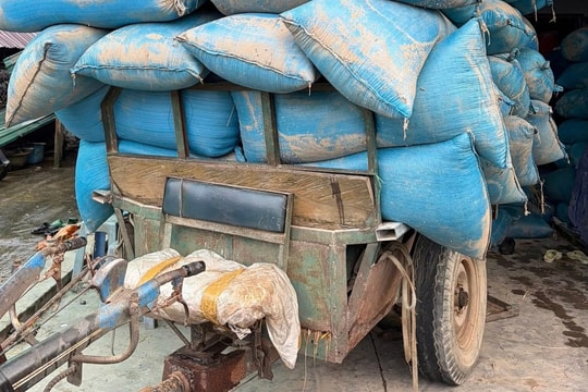 Bán tháo lúa sau lũ