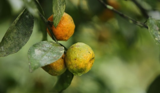 Từ thứ quả bé xíu vỏ thơm đến mô hình làm giàu bền vững ở miền núi