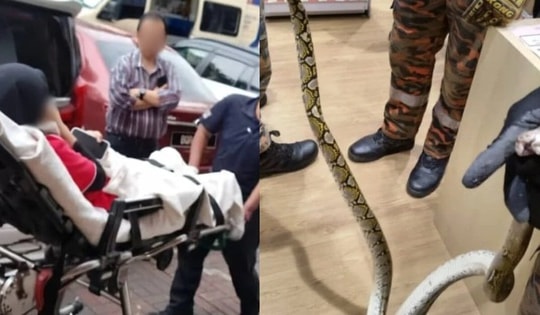Nữ nhân viên bị trăn dài 2 mét cắn khi đang sử dụng nhà vệ sinh
