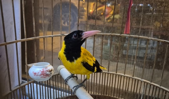 TPHCM xử lý 5 tiểu thương lấn chiếm lòng lề đường bán 1.000 con chim hoang dã