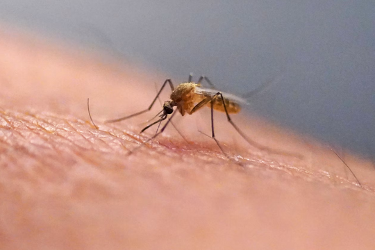 Thuốc sốt rét mới đạt hiệu quả chữa khỏi hơn 99% trong thử nghiệm