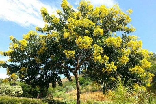 Những loại cây cho bóng mát, ít rụng lá thích hợp trồng trước nhà