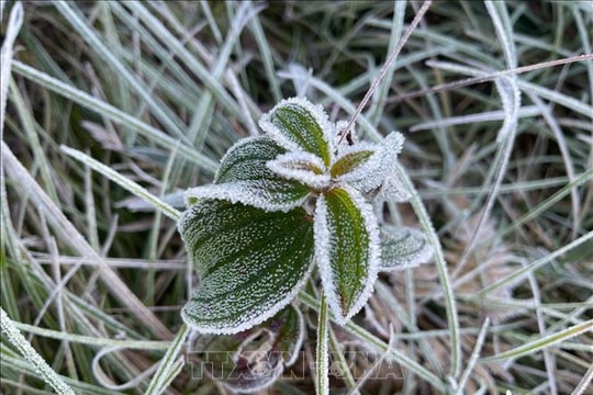 Sương muối, băng tuyết xuất hiện ở vùng cao Lào Cai