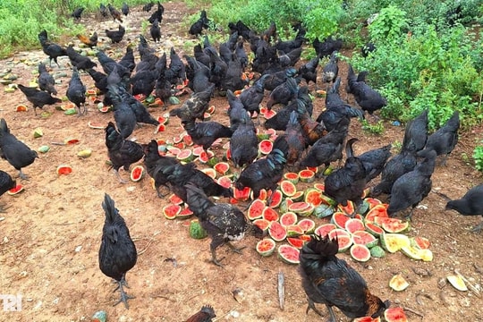 Cho gà ăn dưa hấu và dứa, anh nông dân thu lãi hàng chục triệu đồng mỗi lứa