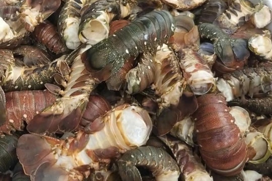 Thủ phủ tôm hùm Đắk Lắk thiệt hại hơn 3.000 tỷ đồng, ngư dân xin giãn nợ