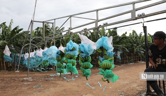 "Lá chắn" sinh thái bảo vệ đô thị 14 triệu dân Tp.HCM