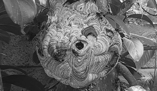 Cụ ông 74 tuổi hét thất thanh, hàng xóm chạy sang thấy cảnh tượng "đáng sợ"